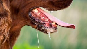 Puluhan Desa di Bali Masuk Zona Merah Rabies