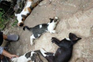 Misteri 21 Kucing Mati Mendadak, Pihak Terkait Lakukan Investigasi