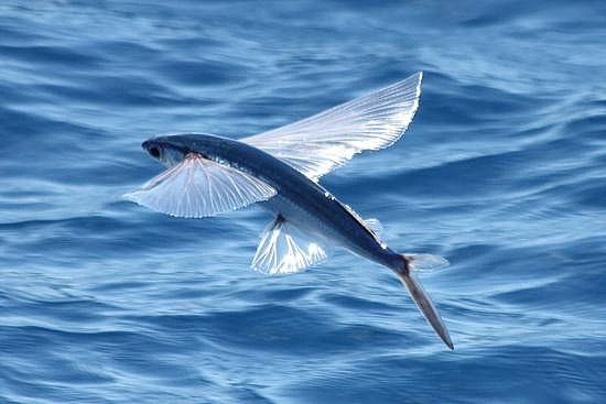 Mengenal Ikan Terbang, Mengudara dengan 2 Sayap atau 4 Sayap