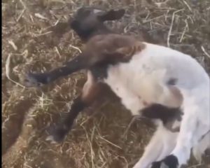 Kambing Mytonic: Kambing yang Mudah Pingsan, Lihat Video Lucunya