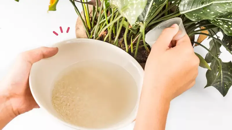 Air Cucian Beras Jangan Dibuang, Berikut Segudang Manfaatnya