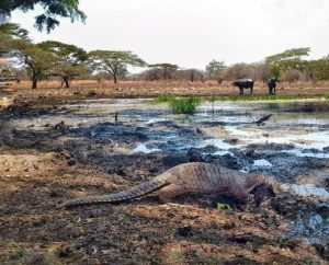 3 Trenggiling Dilepasliarkan di Taman Nasional Baluran