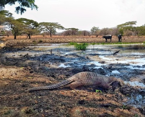 3 Trenggiling Dilepasliarkan di Taman Nasional Baluran