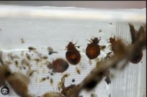 Waspada, Kutu Busuk Serang Berbagai Negara