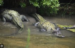 Bocah 10 Tahun Diterkam Buaya, Ini Kronologinya