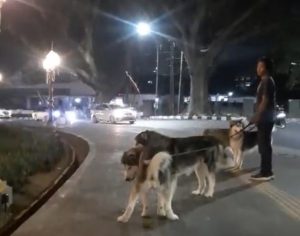 Viral Buang Kotoran di Alun-alun Tugu, Ini Klarifikasi Pemilik Anjing