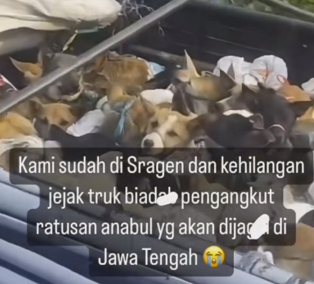 Truk Angkut Ratusan Anjing, Diduga untuk Daging Konsumsi