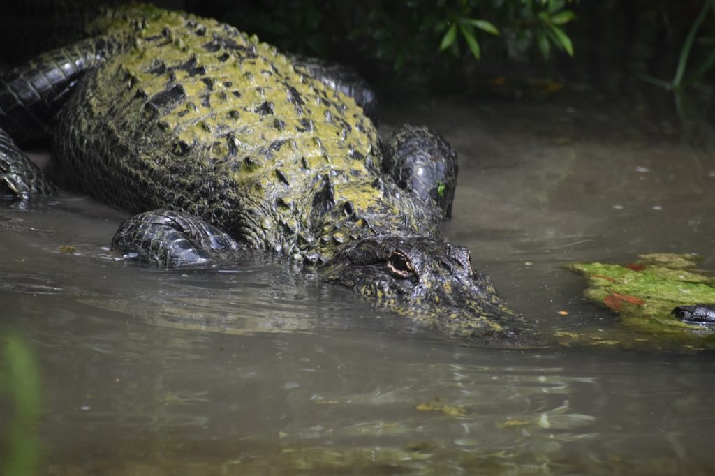 Asyik Jala Ikan, Pria Ini Diterkam Buaya