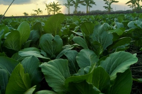 Sawi India Jadi Pilihan Petani Batu