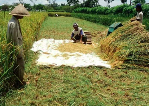 Panen Raya di Food Estate Pulang Pisau Kalteng