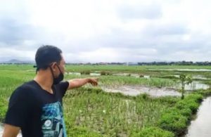 Kurang Petani, Lahan Sawah di Bangka hanya Sumbang 20% Kebutuhan Beras