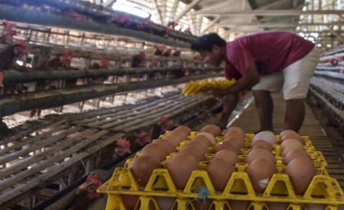 Subsidi Pakan Jagung Peternak Ayam Petelur, DPKH Kabupaten Malang: Penyaluran Bertahap