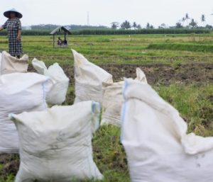 Alokasi Pupuk Subsidi Anjlok 60-70%, Petani Kabupaten Malang Ketar-ketir