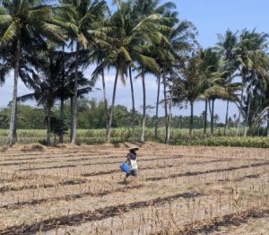 13 Desa Rentan Pangan di Kabupaten Malang