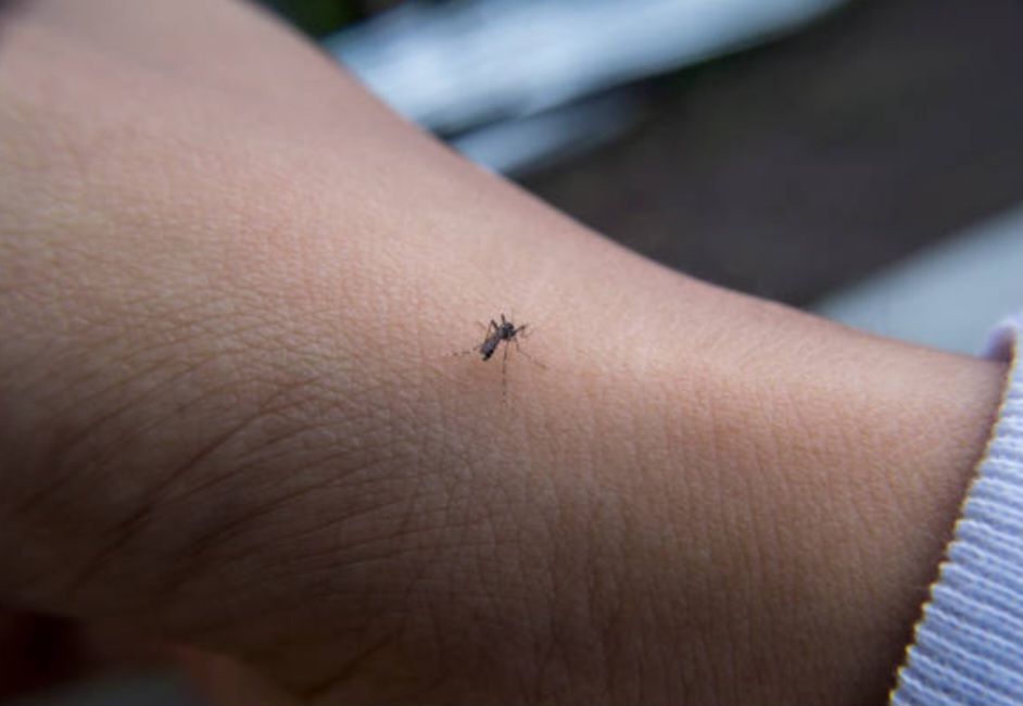Demam Berdarah Dengue di Jatim Capai 3.638 Kasus, Ini Cara Mengenali Gejalanya 