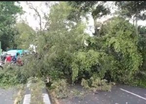 DPU Bina Marga Jatim Tanggapi Keluhan Camat Singosari Soal Pohon Rawan Tumbang