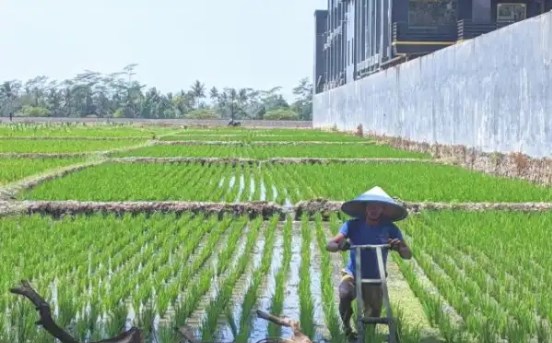 Potensi Produksi Padi Jatim 2024 Anjlok 15,38 Persen