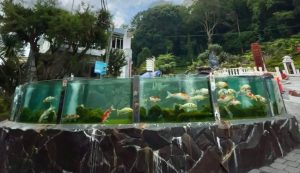 Akoirium Selecta: Pesona Ikan Koi di Pintu Masuk Taman Rekreasi Legendaris