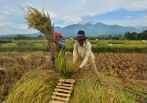 Peta Produksi Padi Tertinggi dan Terendah Jatim 2023