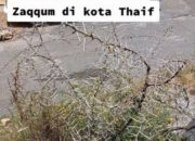 Viral, Pohon Neraka Zaqqum Tumbuh di Thaif?