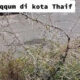 Viral, Pohon Neraka Zaqqum Tumbuh di Thaif?
