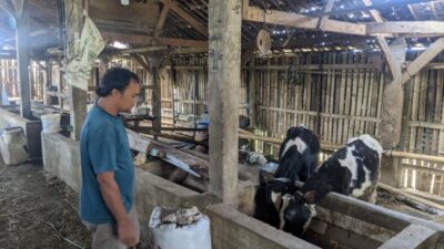 Kematian Mendadak Puluhan Sapi di Kota Batu Diduga Diracun