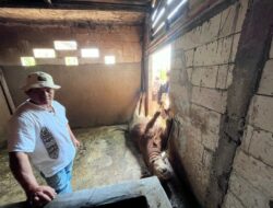 Puluhan Sapi Mati Tak Wajar di Kota Batu