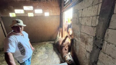 Puluhan Sapi Mati Tak Wajar di Kota Batu