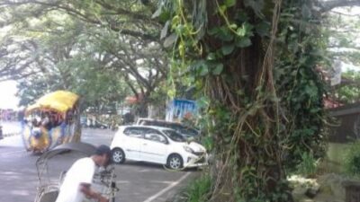 Namanya Kipop, DLH Tunjukkan Kondisi Pohon di Kota Malang