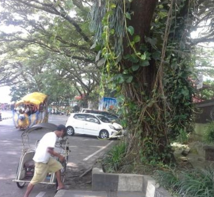 Namanya Kipop, DLH Tunjukkan Kondisi Pohon di Kota Malang