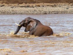 Taman Nasional di Thailand Diterjang Banjir, Gajah-Gajah Semburat Kabur