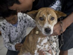 Peringati Hari Rabies Sedunia, Disnak Jatim Gelar Vaksinasi Gratis dan Edukasi