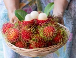 Rambutan Disebut Picu Batuk,  Berikut Penjelasan Dokter