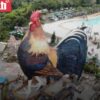 Unik, Filipina Bangun Hotel Berbentuk Ayam Jantan