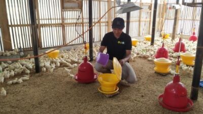 Dari Kampus ke Kandang: Sentuhan Milenial Afrijal di Dunia Ayam Pejantan