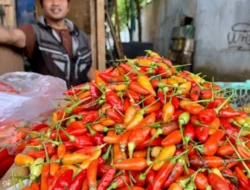 Pedasnya Awal Ramadan: Harga Cabai Rawit Meroket, Tembus Rp100 Ribu