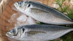 Bukan Hanya Salmon, Ikan-Ikan Ini Juga Mengandung Omega 3 Tinggi