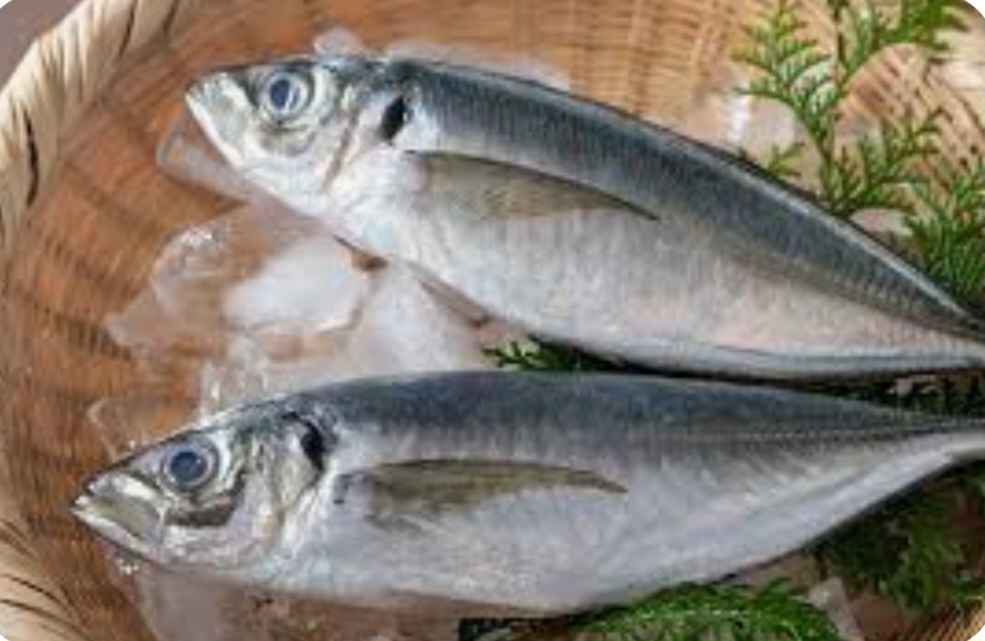 Bukan Hanya Salmon, Ikan-Ikan Ini Juga Mengandung Omega 3 Tinggi