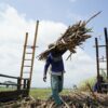 KURsus Klaster Tebu Diluncurkan, Bidik Swasembada Gula & Ekonomi Hijau