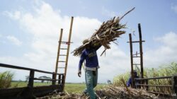 KURsus Klaster Tebu Diluncurkan, Bidik Swasembada Gula & Ekonomi Hijau