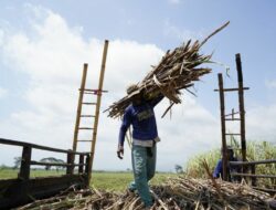 KURsus Klaster Tebu Diluncurkan, Bidik Swasembada Gula & Ekonomi Hijau