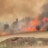 Kebakaran Israel: Pinus Asing Bakar Jejak Sejarah Lahan