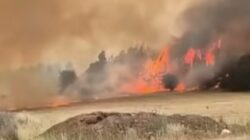Kebakaran Israel: Pinus Asing Bakar Jejak Sejarah Lahan
