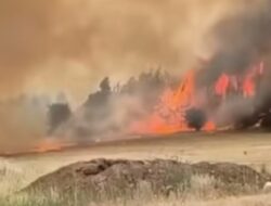 Kebakaran Israel: Pinus Asing Bakar Jejak Sejarah Lahan