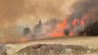 Kebakaran Israel: Pinus Asing Bakar Jejak Sejarah Lahan