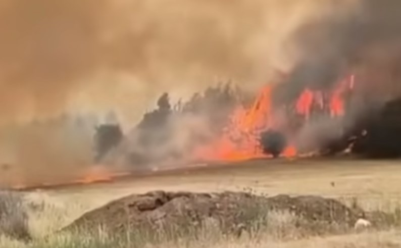 Kebakaran Israel: Pinus Asing Bakar Jejak Sejarah Lahan