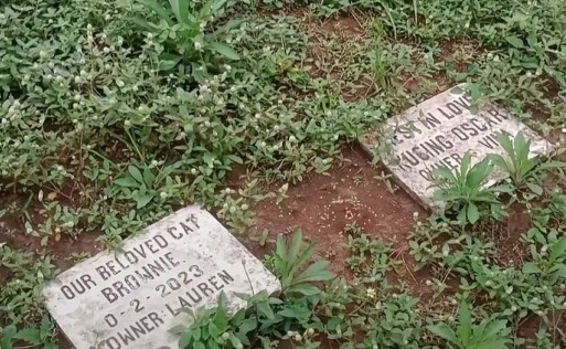 Makam Hewan di Jantung Kota Malang: Ratusan Nisan Muncul di Lahan Kosong