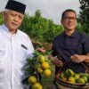 Dari Kebun ke Pabrik: Desa Kucur Malang Disiapkan Jadi Pusat Hilirisasi Jeruk Nasional