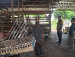 Terekam CCTV: Maling Santai Gondol Domba di Jombang