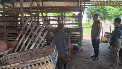 Terekam CCTV: Maling Santai Gondol Domba di Jombang